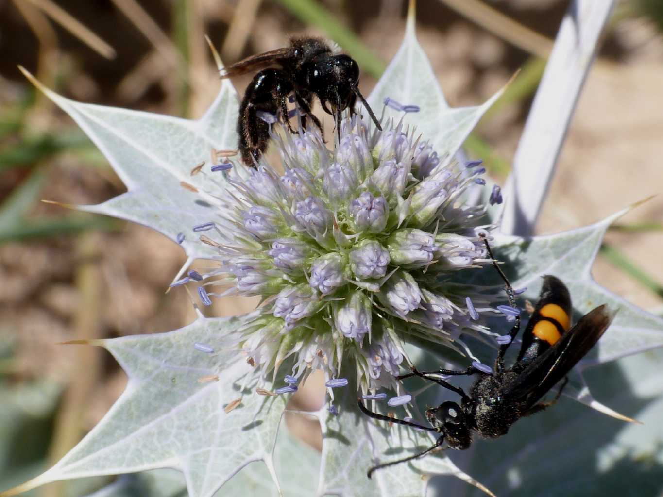 Scolia hirta e Stzoides tridentatus
